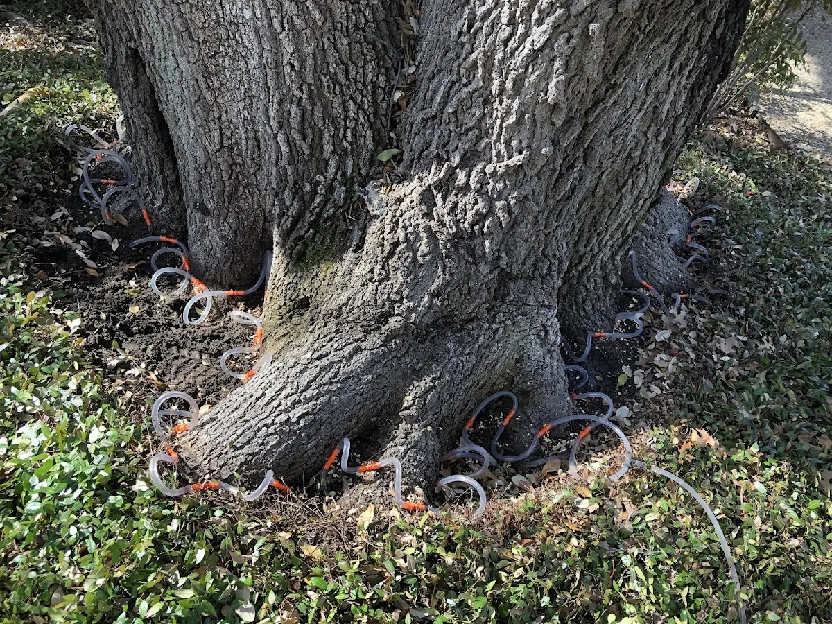 Detailed Tree Cabling and Bracing job site in Buffalo Junction