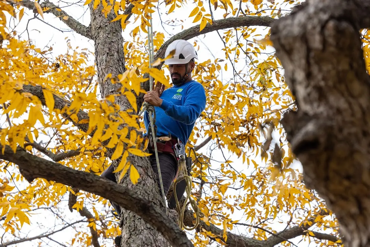Skilled Storm Damage Cleanup crew working in Buffalo Junction